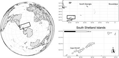 The Rapid Population Collapse of a Key Marine Predator in the Northern Antarctic Peninsula Endangers Genetic Diversity and Resilience to Climate Change